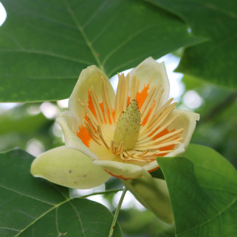 Tulpenbaum Flower seeds for Planting - Sun Loving, Heirloom & GMO Free Seeds for Home Garden