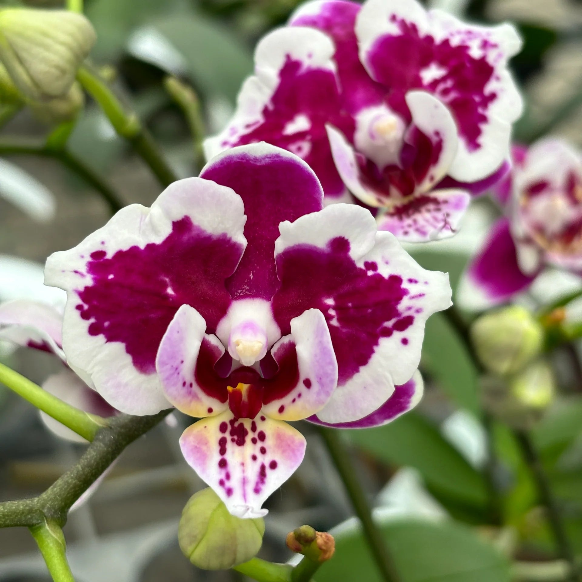 Butterfly Orchids White Violet Flower seeds for Planting - Fragrant Blossoms, Heirloom & GMO Free Seeds for Home Garden