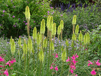 Green Kniphofia Flower seeds for Planting Cottage Garden Essential Heirloom & GMO Free Seeds for Home Garden
 
 Sale