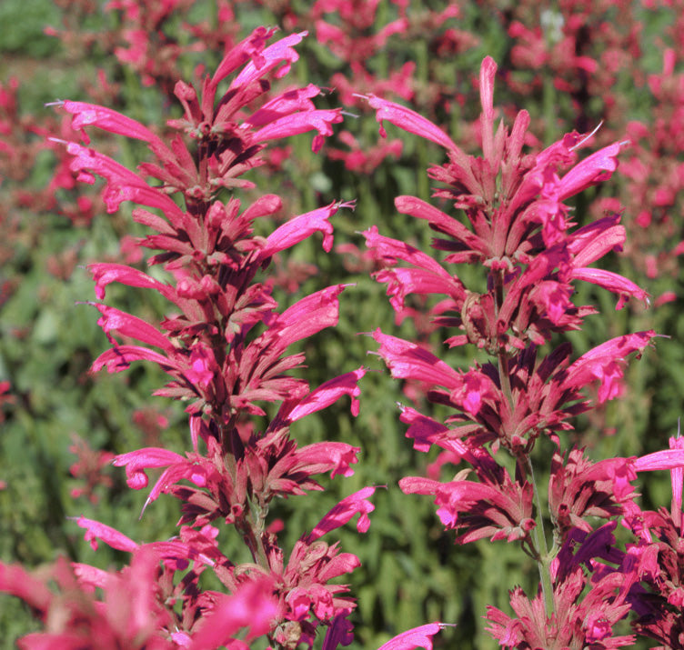 Agastache Cana Flower seeds for Planting - Drought Tolerant, Heirloom & GMO Free Seeds for Home Garden