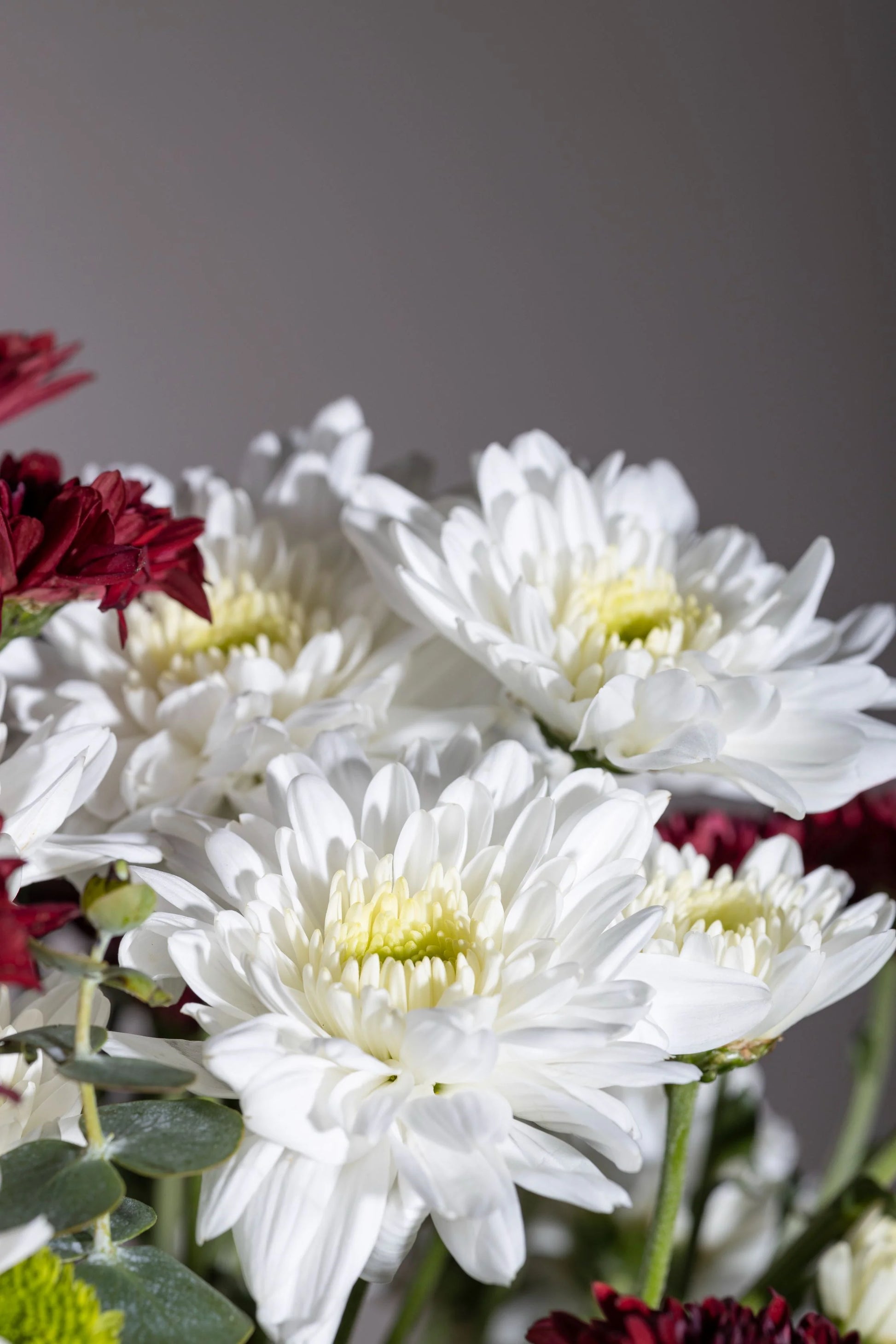 White Chrysanthemum Flower seeds for Planting - Cut Flower Favorite, Heirloom & GMO Free Seeds for Home Garden