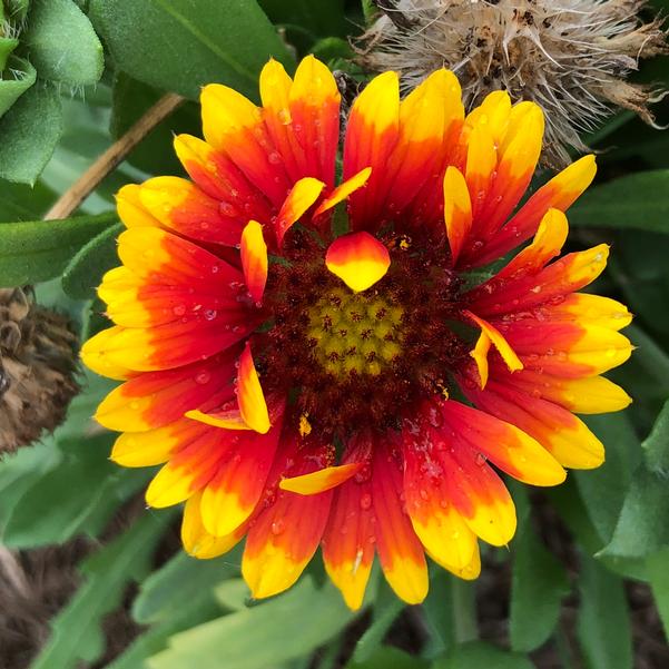 Red Aristata Flower seeds for Planting - Garden Favorite, Heirloom & GMO Free Seeds for Home Garden