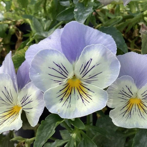 White Blue Wittrockiana Flower seeds for Planting - Easy to Grow, Heirloom & GMO Free Seeds for Home Garden