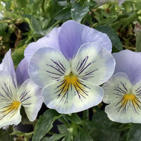 White Blue Wittrockiana Flower seeds for Planting - Easy to Grow, Heirloom & GMO Free Seeds for Home Garden