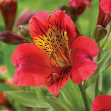 Mixed Alstroemeria Flower seeds for Planting - Shade Tolerant, Heirloom & GMO Free Seeds for Home Garden