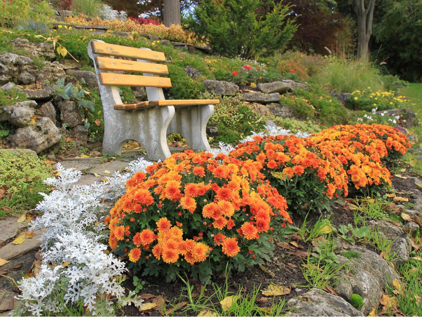 Autumn Planting Flower Seeds for Planting and garden Bloom