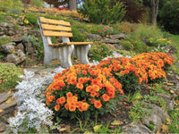 Autumn Planting Flower Seeds for Planting and garden Bloom