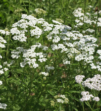 White Achillea Flower seeds for Planting Compact Growth Heirloom & GMO Free Seeds for Home Garden 
 
 Sale