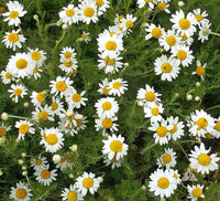 Chamaemelum Flower seeds for Planting - Pollinator Friendly, Heirloom & GMO Free Seeds for Home Garden