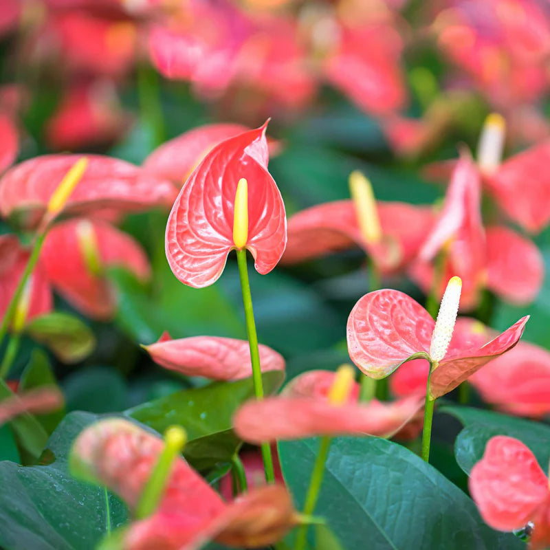 Anthurium Flower seeds for Planting - Fragrant Blossoms, Heirloom & GMO Free Seeds for Home Garden