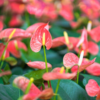 Anthurium Flower seeds for Planting - Fragrant Blossoms, Heirloom & GMO Free Seeds for Home Garden