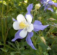 Aquilegia Coerulea Seeds for Planting - Blue & White Flowers