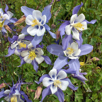 Aquilegia Coerulea Seeds for Planting - Blue & White Flowers