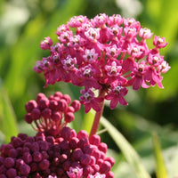 Sampler Flower seeds for Planting Garden Favorite Heirloom & GMO Free Seeds for Home Garden