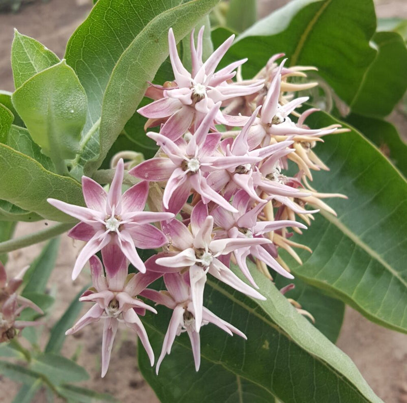 Asclepias Speciosa Flower seeds for Planting Perfect for Borders Heirloom & GMO Free Seeds for Home Garden