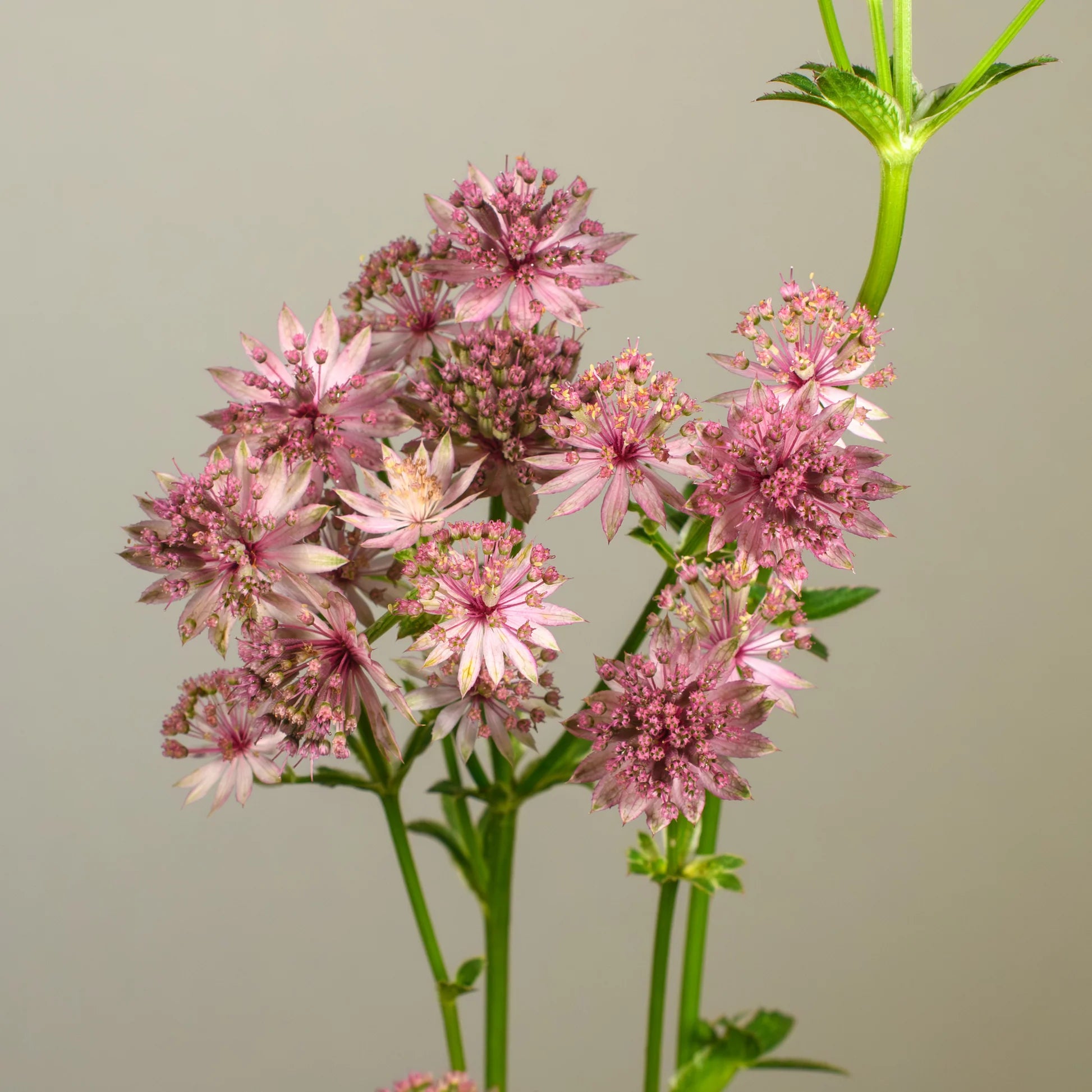 Astrantia Pincushion Flower seeds for Planting Perfect for Borders Heirloom & GMO Free Seeds for Home Garden
