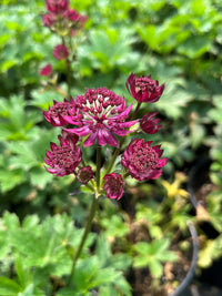 Purple Astrantia Flower seeds for Planting Shade Tolerant Heirloom & GMO Free Seeds for Home Garden
 
 Sale