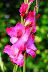 Pink Gladiolus Flower seeds for Planting - Perfect for Borders, Heirloom & GMO Free Seeds for Home Garden