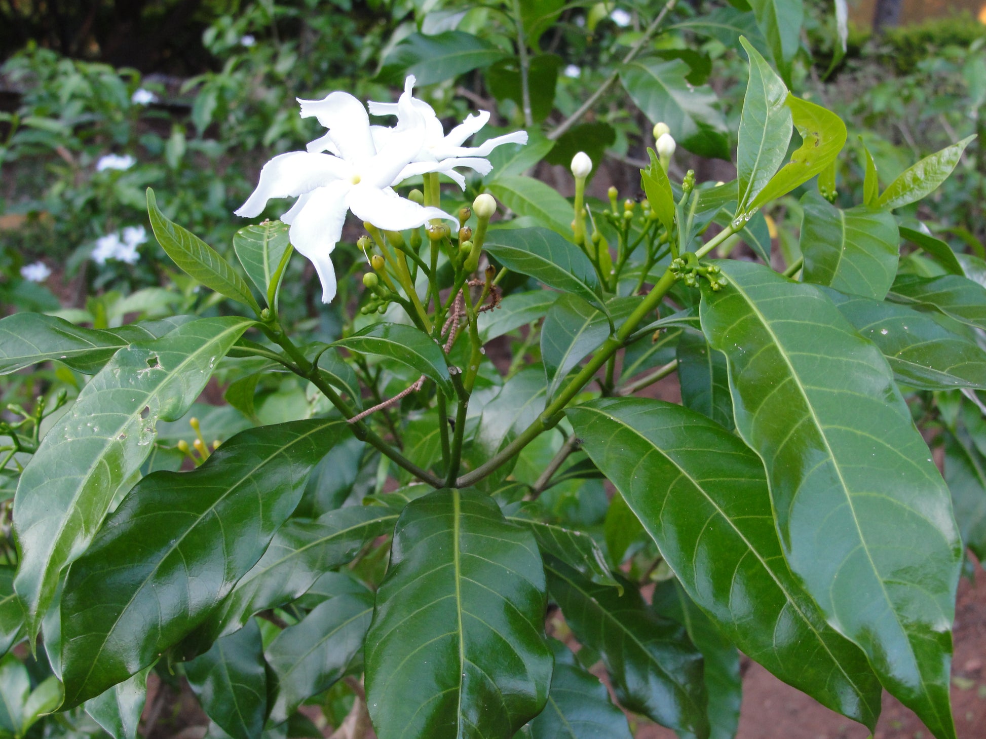 Tabernaemontana Flower seeds for Planting Sun Loving Heirloom & GMO Free Seeds for Home Garden