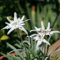 Heirloom Edelweiss Flower seeds for Planting Perfect for Borders Heirloom & GMO Free Seeds for Home Garden