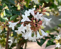 White Abelia Flower seeds for Planting - Perfect for Borders, Heirloom & GMO Free Seeds for Home Garden