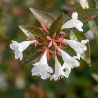 White Abelia Flower seeds for Planting - Perfect for Borders, Heirloom & GMO Free Seeds for Home Garden