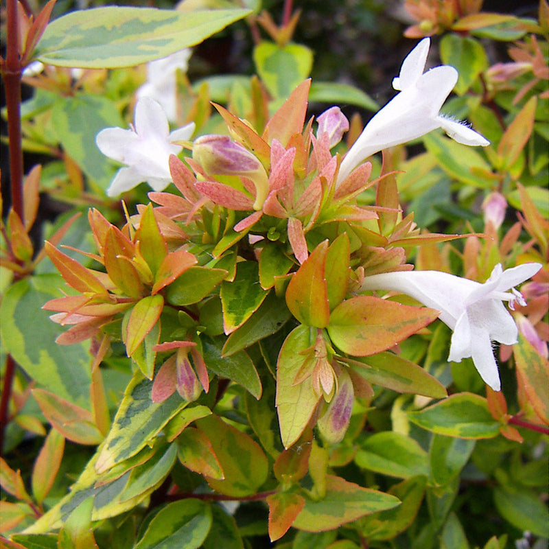Multi-Colored Abelia Flower seeds for Planting - Sun Loving, Heirloom & GMO Free Seeds for Home Garden