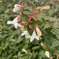 White Abelia Flower seeds for Planting - Perfect for Borders, Heirloom & GMO Free Seeds for Home Garden