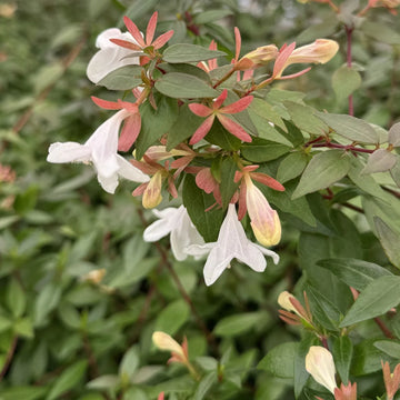 White Abelia Flower seeds for Planting - Perfect for Borders, Heirloom & GMO Free Seeds for Home Garden