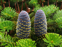Abies Koreana Flower seeds for Planting - Shade Tolerant, Heirloom & GMO Free Seeds for Home Garden