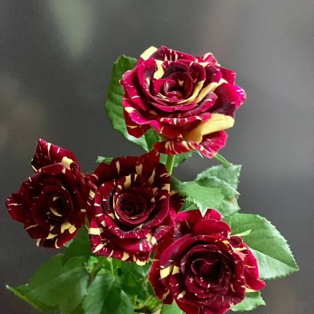 Yellow Maroon Rose Flower seeds for Planting Shade Tolerant Heirloom & GMO Free Seeds for Home Garden