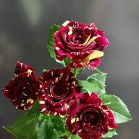 Yellow Maroon Rose Flower seeds for Planting Shade Tolerant Heirloom & GMO Free Seeds for Home Garden