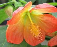 Tangerine Orange Abutilon Flower seeds for Planting - Vibrant Colors, Heirloom & GMO Free Seeds for Home Garden