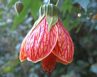 Pink Abutilon Striatum Flower seeds for Planting - Wildflower Mix, Heirloom & GMO Free Seeds for Home Garden