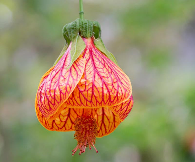 Yellow Red Abutilon Striatum Flower Seeds for Garden Planting