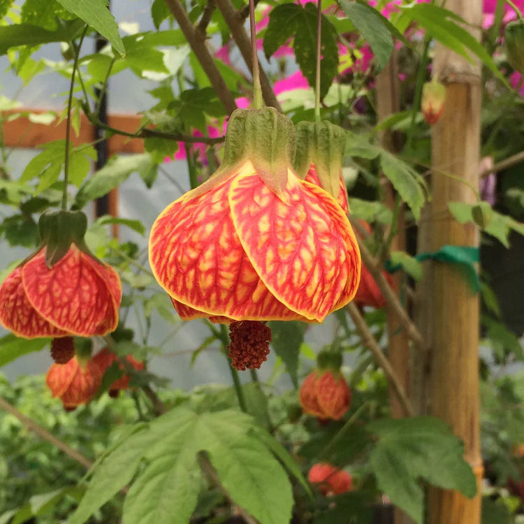 Tangerine Orange Abutilon Flower seeds for Planting - Vibrant Colors, Heirloom & GMO Free Seeds for Home Garden