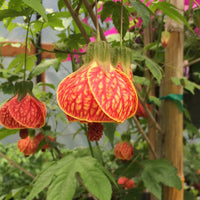 Tangerine Orange Abutilon Flower seeds for Planting - Vibrant Colors, Heirloom & GMO Free Seeds for Home Garden