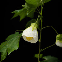 Abutilon Flower seeds for Planting - Seasonal Bloomer, Heirloom & GMO Free Seeds for Home Garden