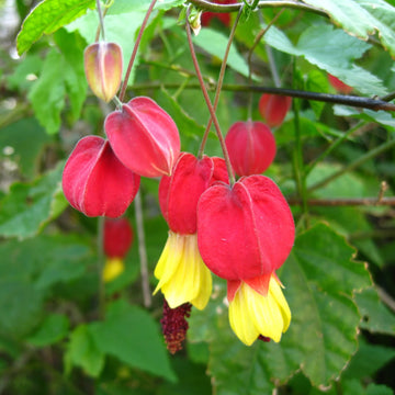 Yellow and Red Bellflower Seeds for Planting