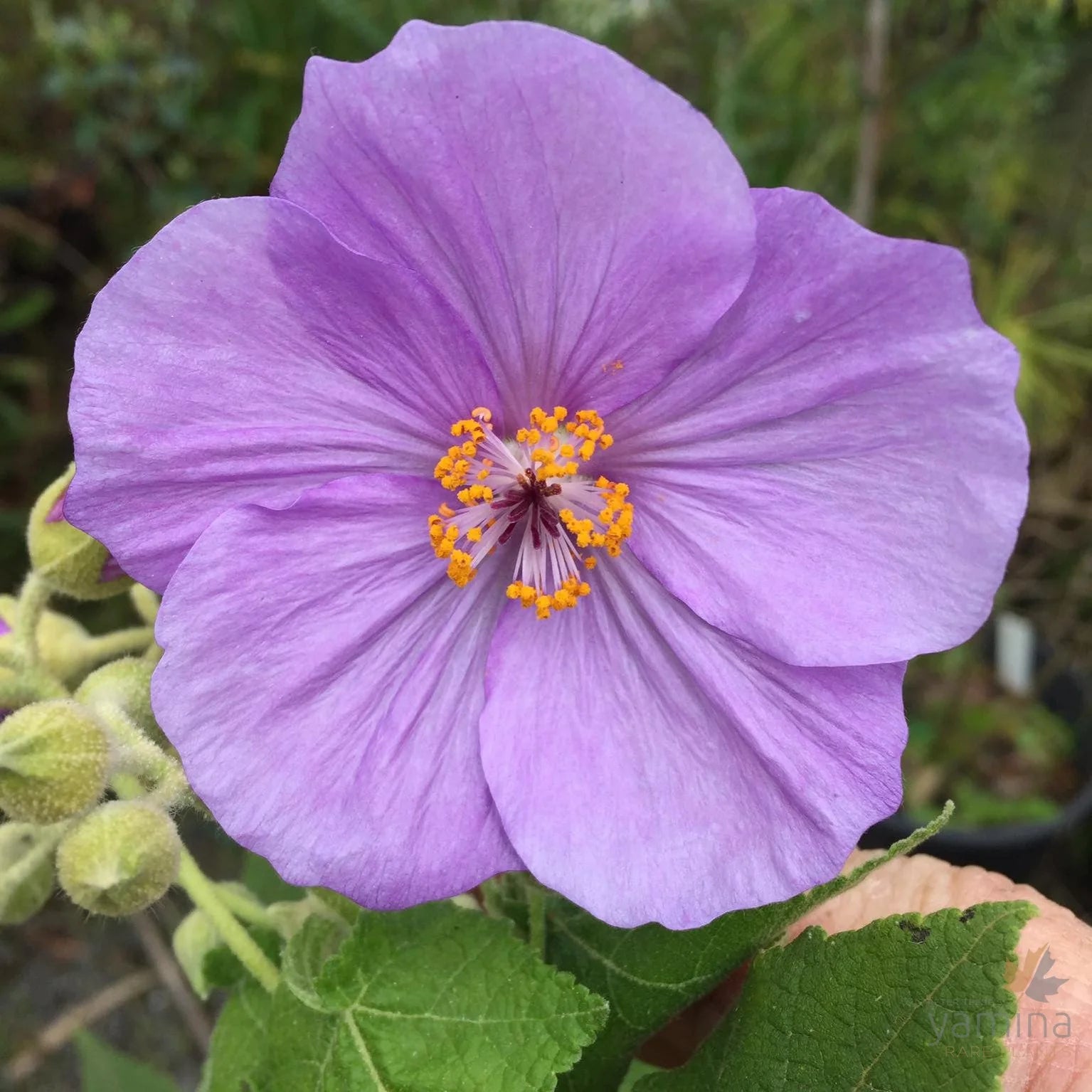 Violet Abutilon Flower seeds for Planting - Bright Blooms, Heirloom & GMO Free Seeds for Home Garden
