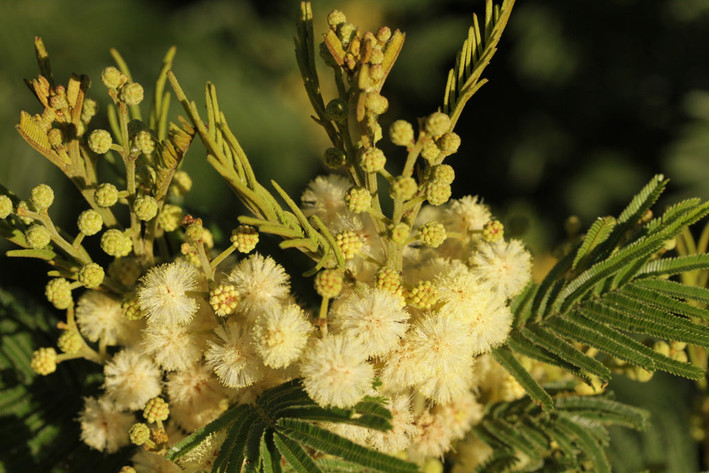 Light Green Acacia Flower Seeds for Planting Drought Tolerant Heirloom & GMO Free Seeds for Home Garden
 
 Sale
