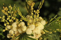 Light Green Acacia Flower Seeds for Planting Drought Tolerant Heirloom & GMO Free Seeds for Home Garden
 
 Sale