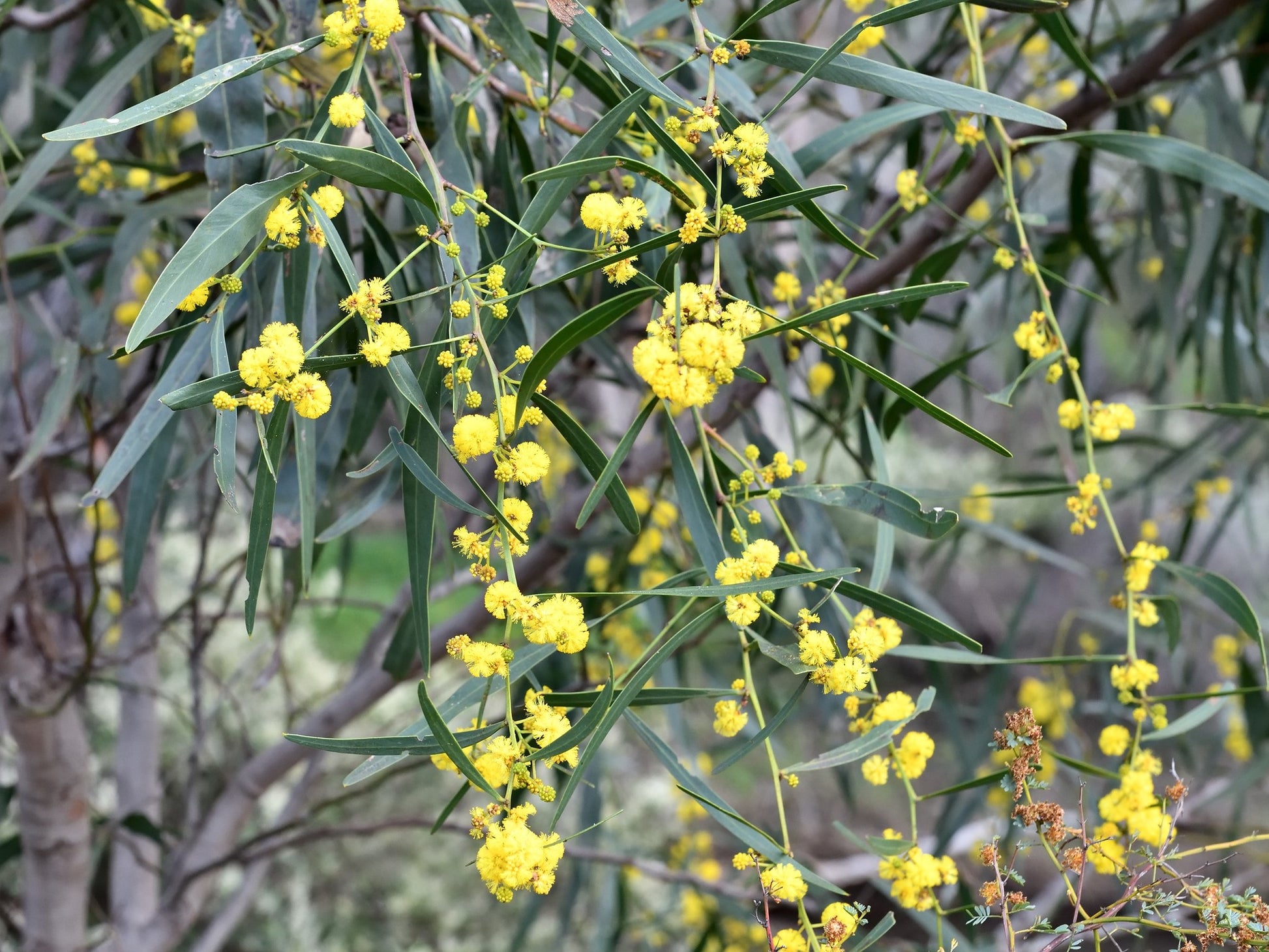 Yellow Wattle Flower seeds for Planting - Fragrant Blossoms, Heirloom & GMO Free Seeds for Home Garden