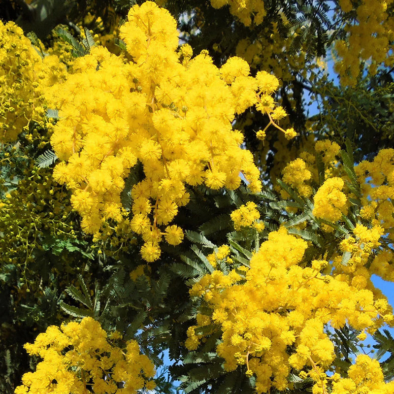 Acacia Yellow Perennial Flower Seeds for Planting | Easy to Grow Garden Seeds