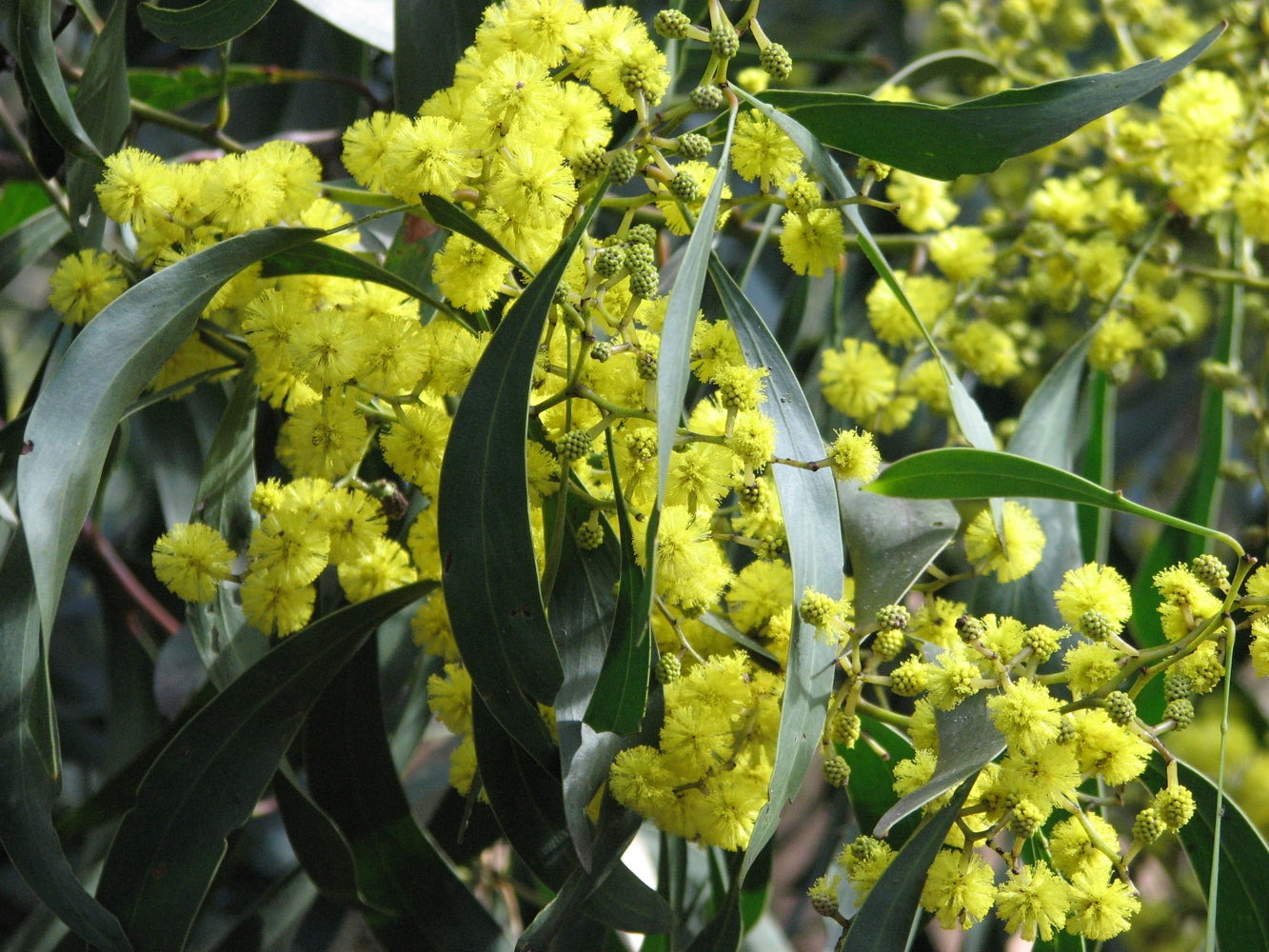 Yellow Wattle Flower seeds for Planting - Fragrant Blossoms, Heirloom & GMO Free Seeds for Home Garden