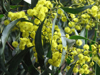 Yellow Wattle Flower seeds for Planting - Fragrant Blossoms, Heirloom & GMO Free Seeds for Home Garden