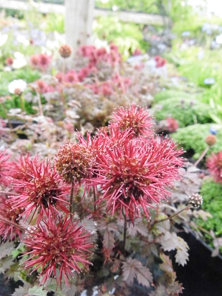 Heirloom Acaena Microphylla Flower seeds for Planting Garden Favorite Heirloom & GMO Free Seeds for Home Garden