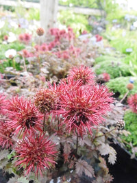 Heirloom Acaena Microphylla Flower seeds for Planting Garden Favorite Heirloom & GMO Free Seeds for Home Garden