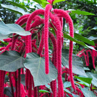 Acalypha Flower seeds for Planting - Hardy Variety, Heirloom & GMO Free Seeds for Home Garden