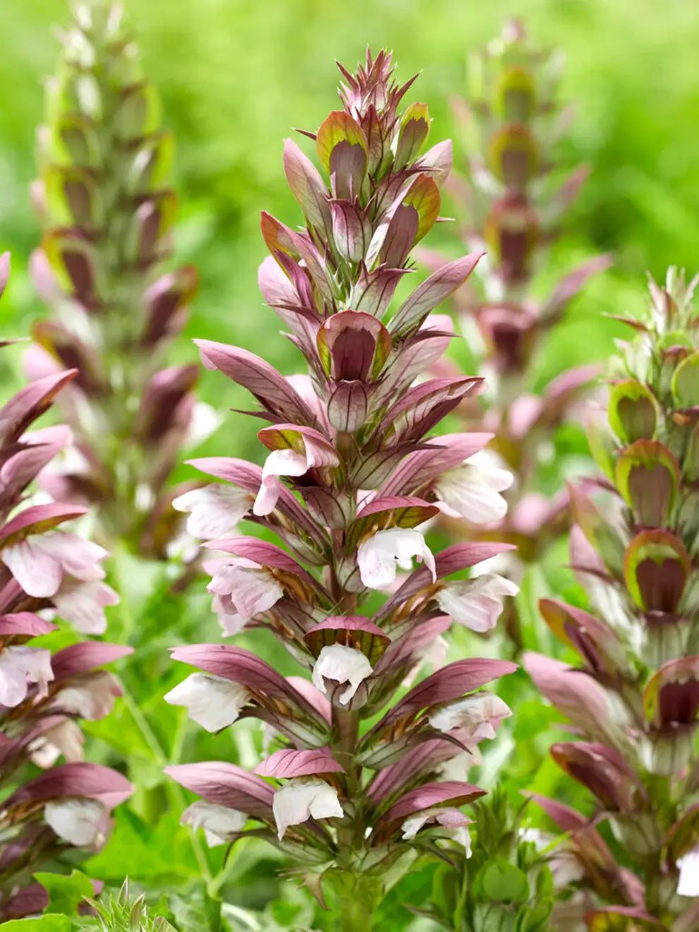 Purple White Acanthus Flower seeds for Planting Perfect for Borders Heirloom & GMO Free Seeds for Home Garden 
 
 Sale